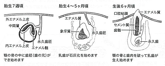 歯周病と早産による低体重児出産 乳歯は妊娠初期に作られる